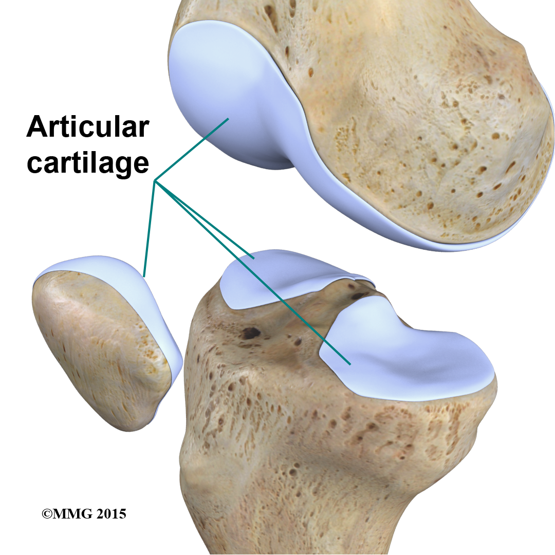 Knee Articular Cartiliage